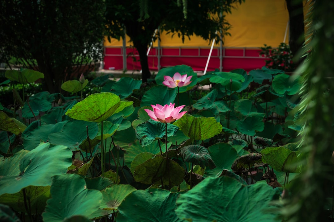 Photo Meditation garden